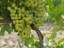 Irsai Olivér szőlő Imrehegyről