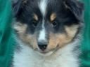 Gyönyörű Sheltie (Shetland Sheepdog) kiskutyák elérhetők