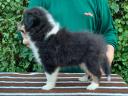 Gyönyörű Sheltie (Shetland Sheepdog) kiskutyák elérhetők