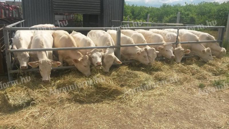 Keresek charolais borjukat