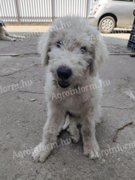 Komondor lánykutyusok gazdit keresnek