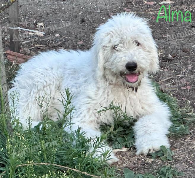 Törzskönyves komondor