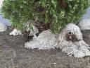 Törzskönyves komondor