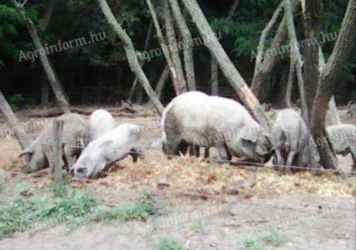 Eladó mangalica koca