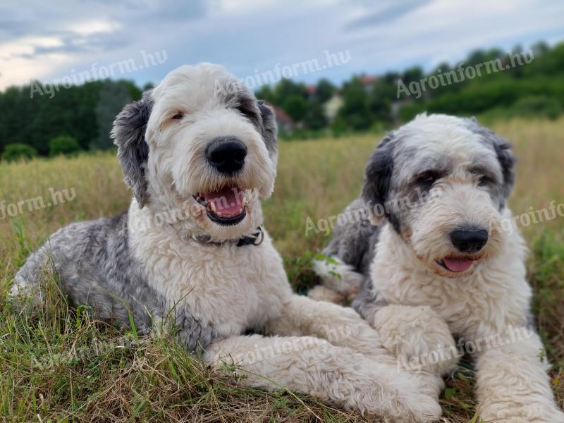 Bobtail jellegű fajtatiszta kiskutya