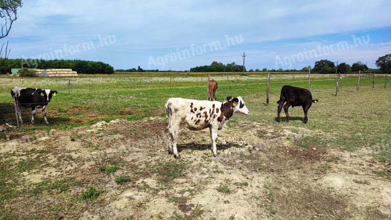 Eladó holstein-fríz üsző borjú