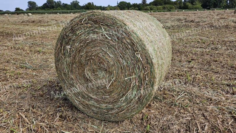 Szèna bála (hàlós körbála) eladó, szállítás megoldható