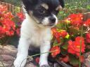 Hosszúszőrű,  mini tricolor chihuahua jellegű kiskutyák ingyen elvihetők