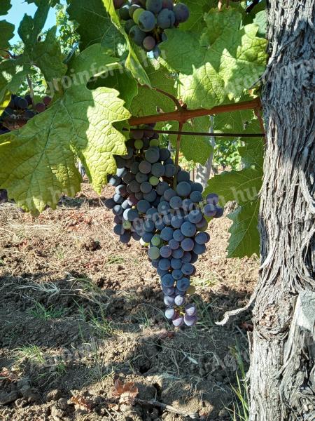 Cabernet franc szőlő eladó