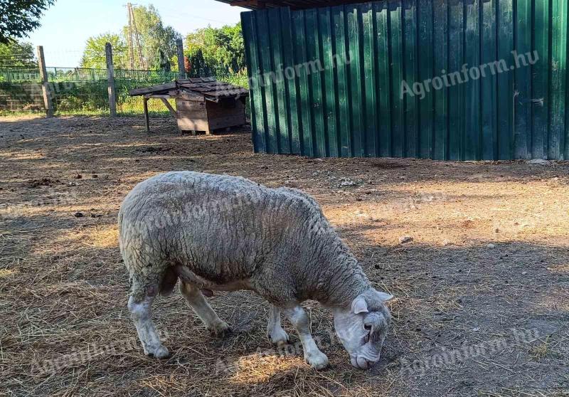 Fiatal,  2 éves berrichon fajtájú kos eladó