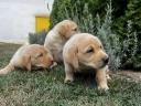 Labrador retriever jellegű kiskutyák