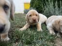 Labrador retriever jellegű kiskutyák