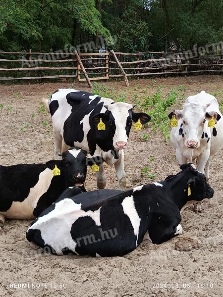 Bika borjú,  6 db,  9-10 hónap közötti eladó