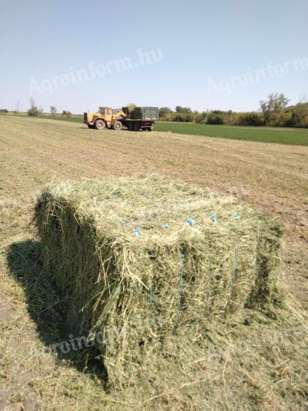 Lucernabála