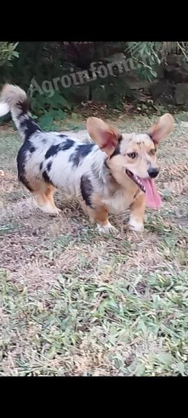 Welsh corgi fajtatiszta jellegű legény