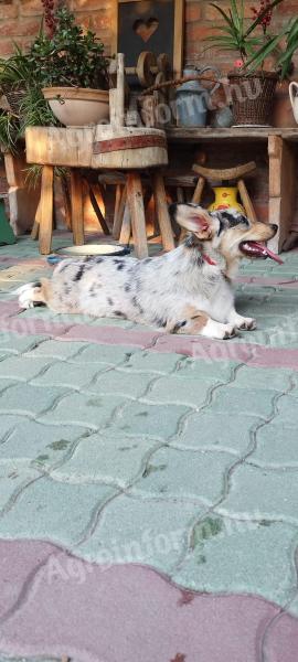 Welsh corgi fajtatiszta jellegű növendék kutyák