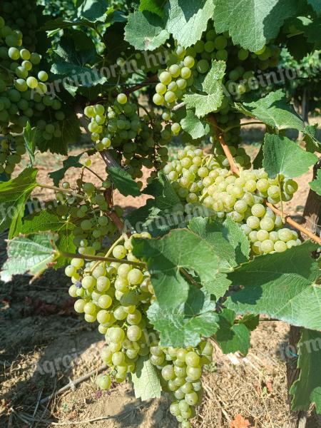 Chardonnay szőlő eladó