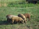 Mangalica x Duroc malacok eladók