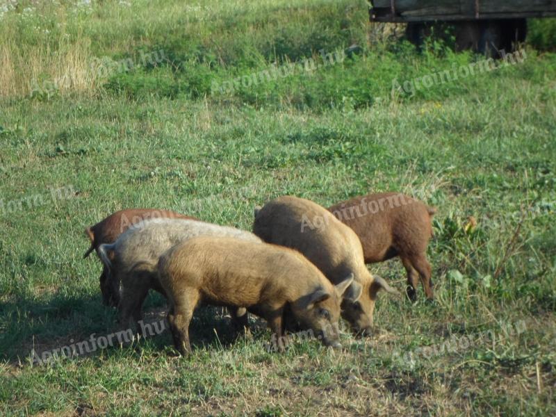 Mangalica x Duroc malacok eladók