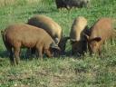 Mangalica x Duroc malacok eladók