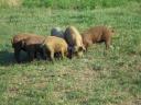 Mangalica x Duroc malacok eladók