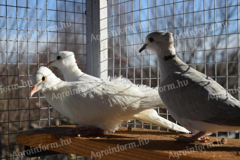 Selyem,  dupla kontyos kacagógerlék eladók