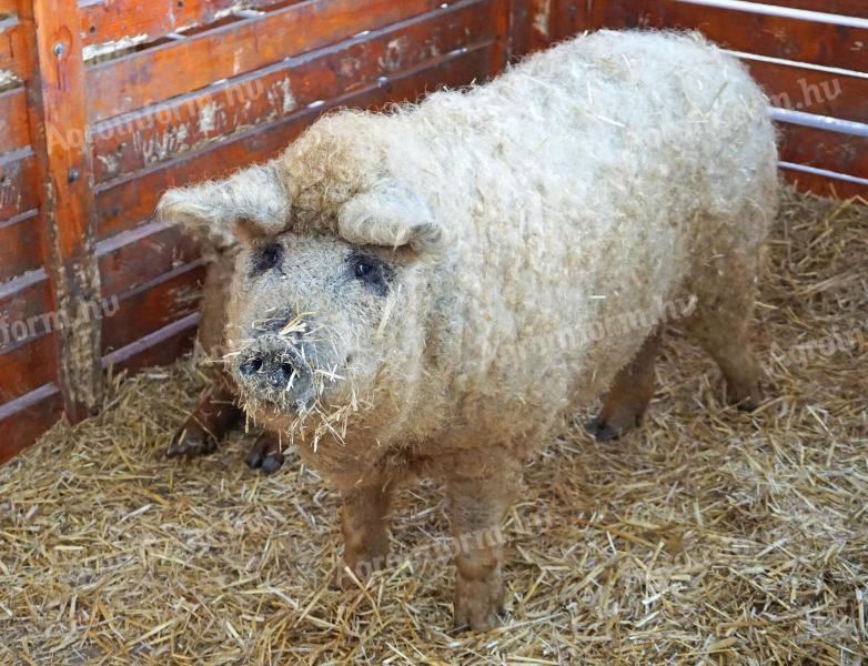 Mangalica tenyészállatok,  malacok és hízók