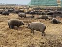 Mangalica tenyészállatok,  malacok és hízók