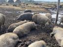 Mangalica tenyészállatok,  malacok és hízók