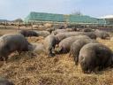 Mangalica tenyészállatok,  malacok és hízók