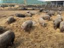 Mangalica tenyészállatok,  malacok és hízók