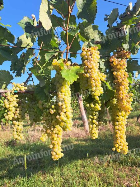 Furmint és hárslevelű szőlő eladó