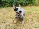 Azsztrál pásztorkutya (australian cattle dog) gazdát keres