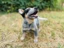 Azsztrál pásztorkutya (australian cattle dog) gazdát keres