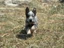 Azsztrál pásztorkutya (australian cattle dog) gazdát keres