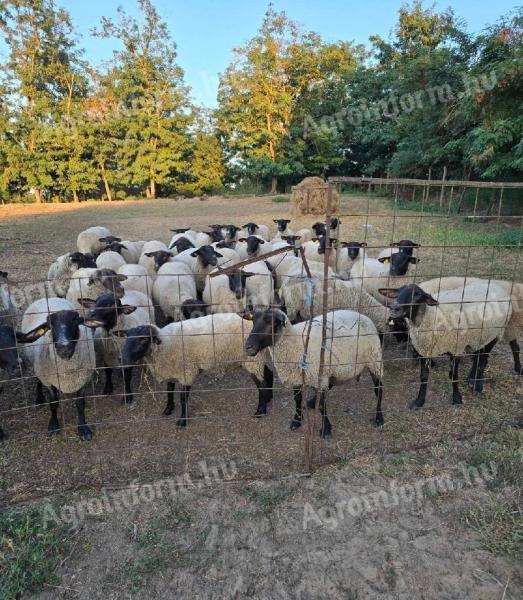 Regisztrált Suffolk anyajuh eladó Hajdú-Bihar megyében