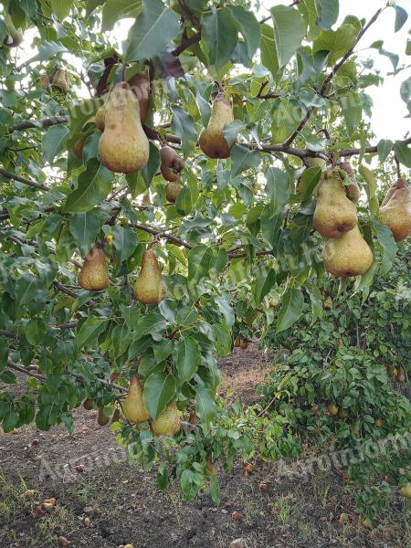 Bosc kobak körte eladó