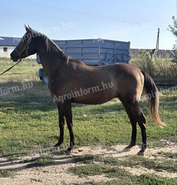 Kisbéri félvér csikó eladó