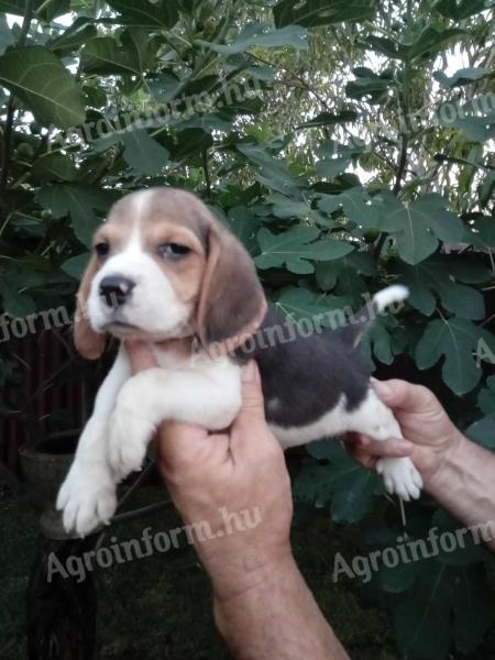 Beagle jellegű kan kiskutyák