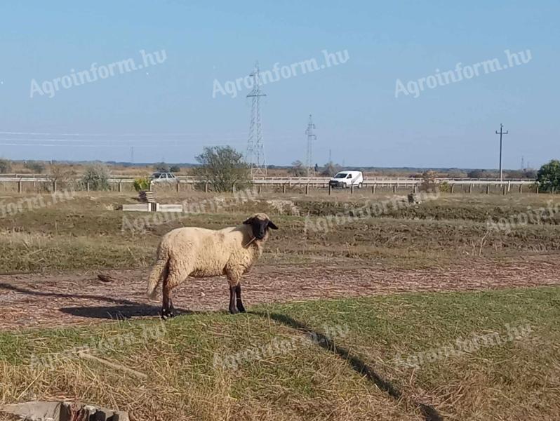 Cigája törzskönyves jerkék (6 DB) törzstenyészetből eladók