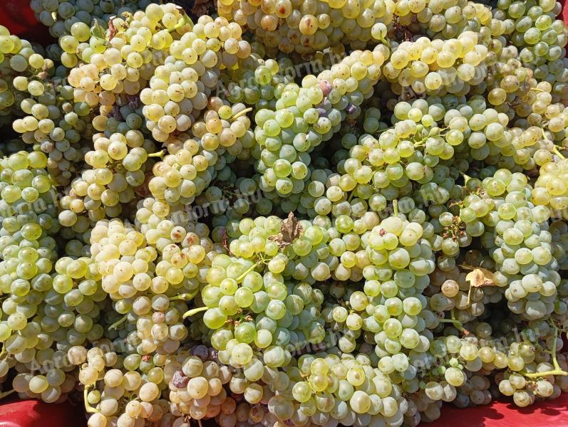 PRÉMIUM Olasz rizling és Sauvignon blanc MUST eladó a Szekszárdi borvidéken