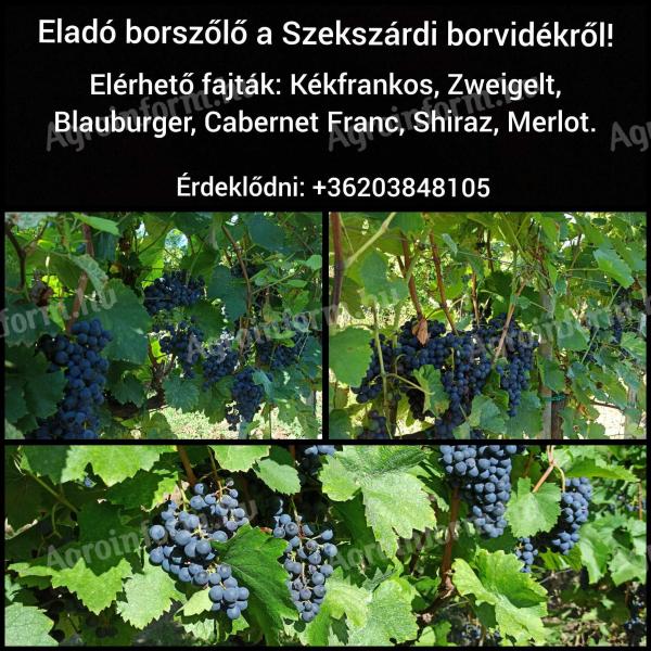 Eladó borszőlő termelőtől a szekszárdi borvidékről! Kékfrankos,  Merlot,  Cabernet Franc,  Shiraz