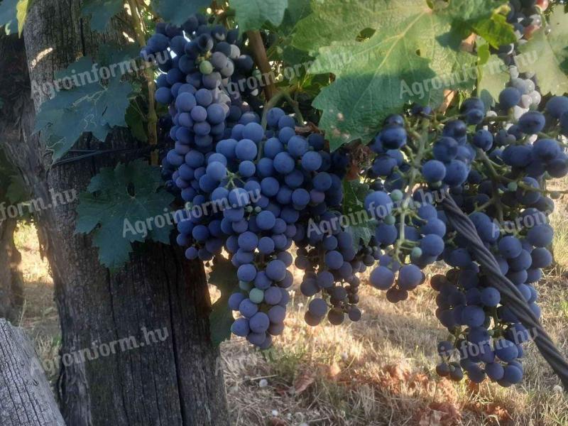 Cabernet Sauvignon szőlő eladó (Szekszárd)