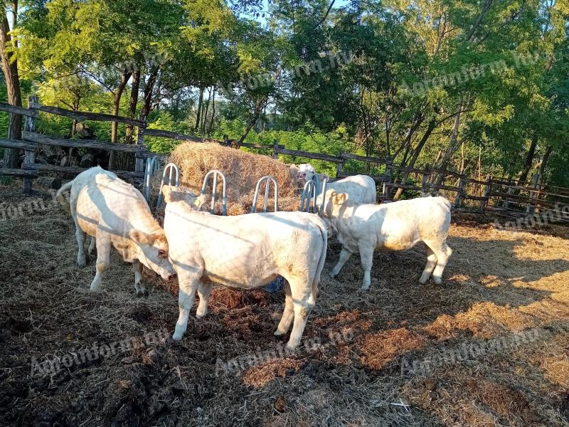 Charolais üszők eladók