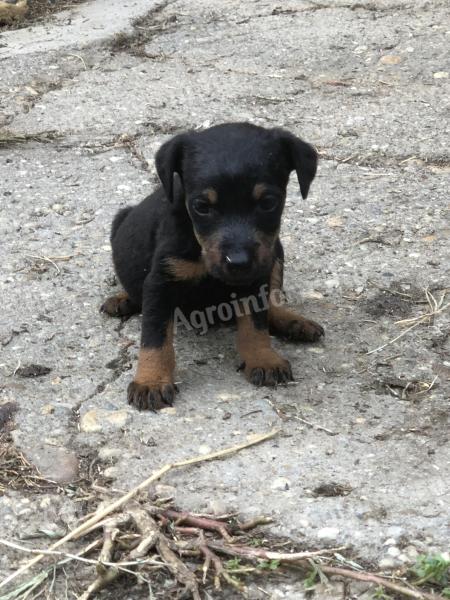 Jagd terrier kiskutyák keresnek új otthont