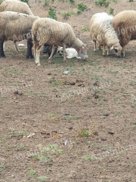 Eladó merinó és gyimesi racka anyajuhok