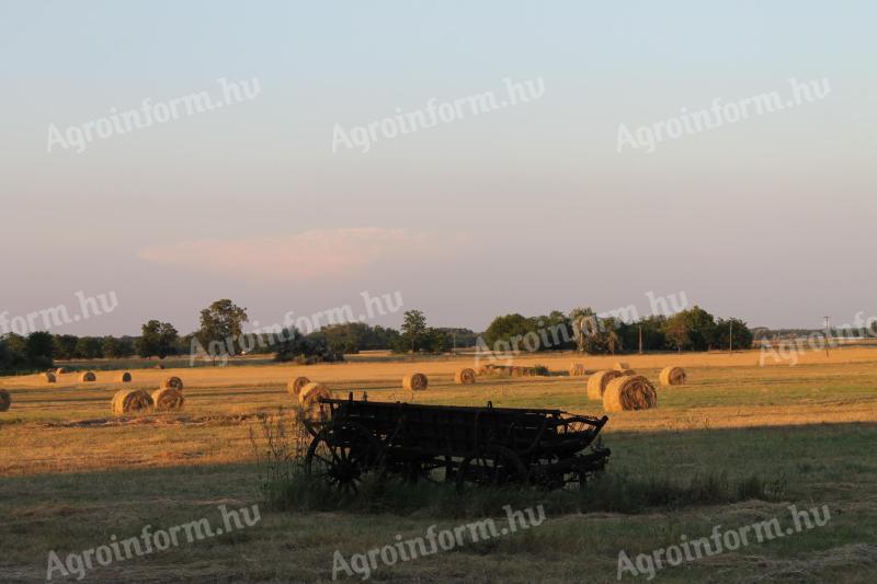 20 hektár legelő eladó Szeged mellett