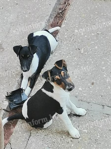 Foxterrier jellegű kiskutyák eladók