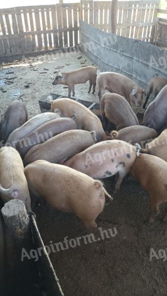 40 db tanyasi kis süldő eladó