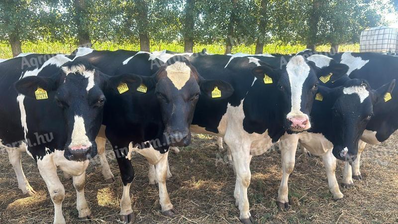 25 db pedigrés Holstein vemhes üsző eladó